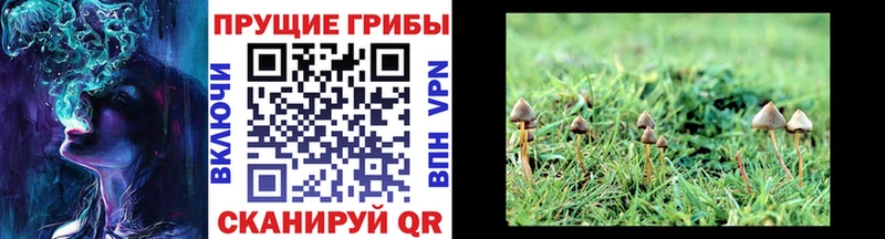 Купить где  Алупка  Псилоцибиновые грибы Psilocybine cubensis 